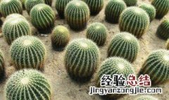 送仙人球代表什么意思 送仙人球作为礼物的寓意