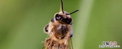 蜂王死了蜜蜂会马上飞走吗 蜂王死亡后蜜蜂会飞走吗