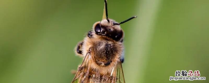 蜂王死了蜜蜂会马上飞走吗 蜂王死亡后蜜蜂会飞走吗