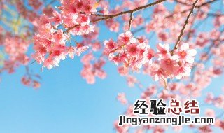 赏樱花的说说心情短语 赏樱花的心情简单的说说