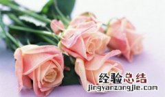 怎么分辨玫瑰花茶跟月季花茶 月季花茶和玫瑰茶花区别