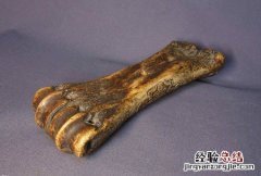虎骨