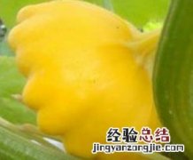飞碟瓜的功效与作用 飞碟瓜有什么用