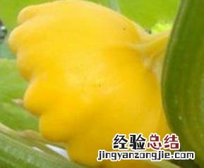 飞碟瓜的功效与作用 飞碟瓜有什么用