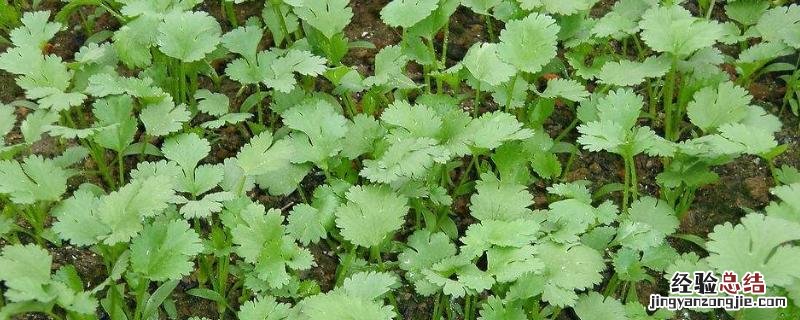 香菜怎么种，什么时候种植合适 香菜怎么种,什么时候种植合适视频