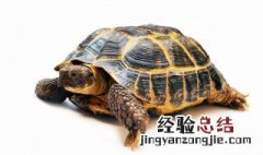 乌龟红霉素眼膏怎么涂视频 乌龟红霉素眼膏怎么涂