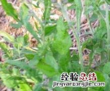 泥胡菜的营养价值