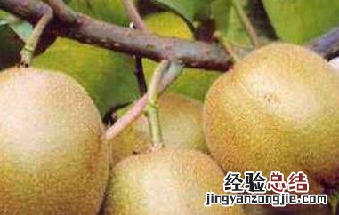 免疫力低吃什么好 免疫力低下吃什么