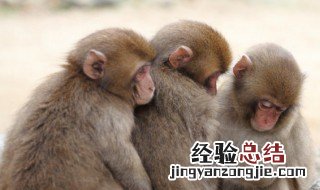 孕妇梦到猴子预示着什么 梦到猴子预示着什么
