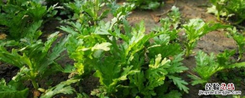 茼蒿种植时间和方法，附管理办法和采摘方法