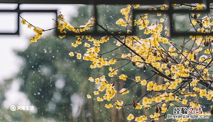 李清照的鹧鸪天桂花全文带注解 李清照的鹧鸪天桂花全文翻译及赏析