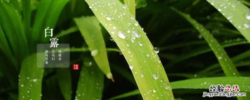 白露吉祥语 白露祝福短语
