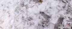 雪放在冰箱会融化吗 雪可以放冰箱里保存吗