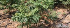 香椿大棚矮化种植技术，密植一亩地多少棵