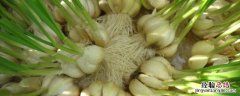 大蒜无土种植方法，附冬季管理栽培技术