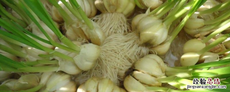 大蒜无土种植方法，附冬季管理栽培技术