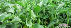 空心菜冬季大棚种植技术，如何给大棚增温