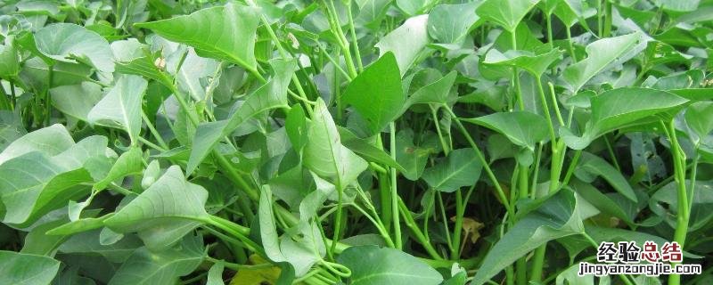 空心菜高产种植技术,什么时间种植合适