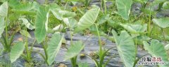 芋头栽培技术与管理，什么时候种植合适