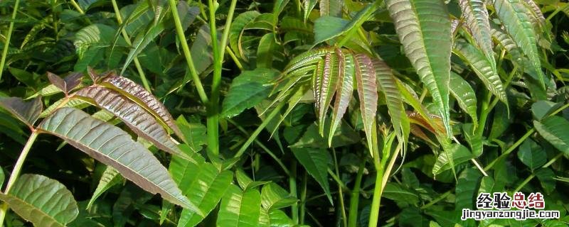 香椿的种植方法和时间,附管理方法 香椿苗的种植方法和时间