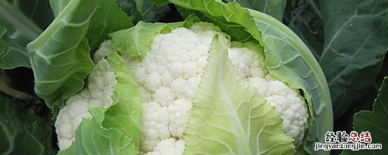 花椰菜种植时间及高产栽培技术，种植间距多少合适