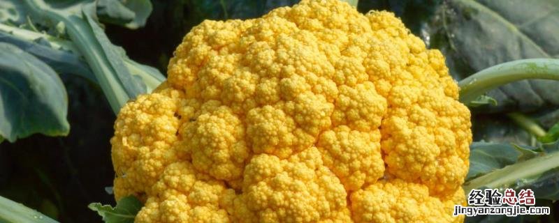 花椰菜的种植时间和种植方法,附病虫害防治