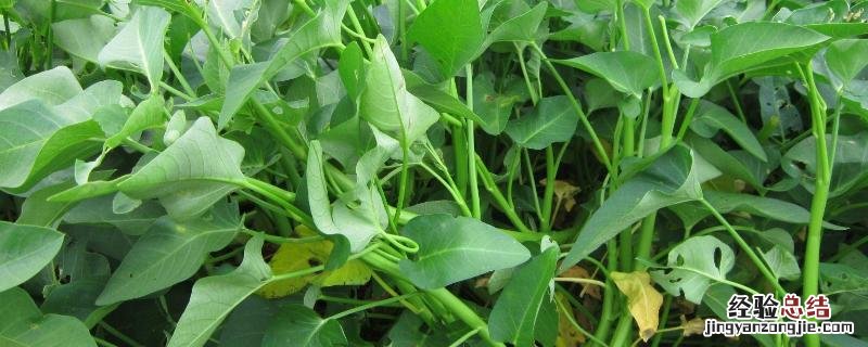 空心菜栽培技术，陆地如何种植 空心菜种植法