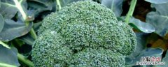 西兰花露地栽培技术，种植多久可以采收