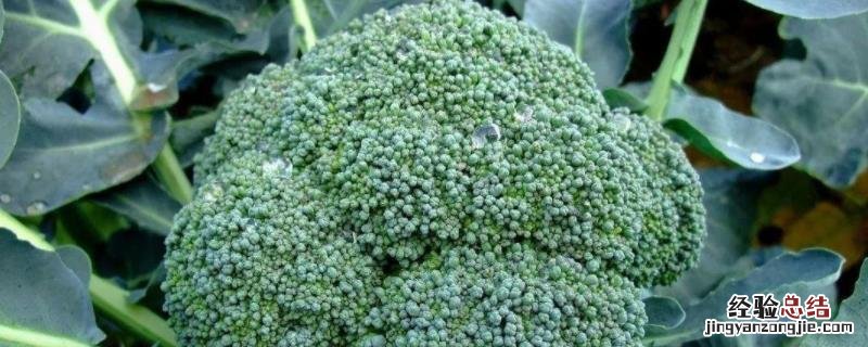 西兰花露地栽培技术,种植多久可以采收