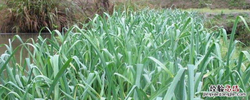 大蒜的种植方法，大蒜苗怎么种 大蒜的种植方法,大蒜苗怎么种植