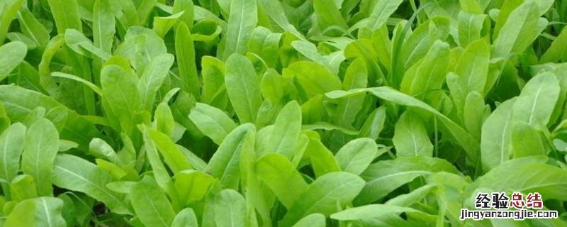 油麦菜种植技术和管理视频 油麦菜高产栽培技术,附栽培时间