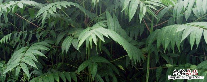 香椿高产种植技术视频 香椿高产种植技术，种植前景如何