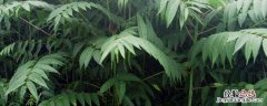 香椿高产种植技术视频 香椿高产种植技术，种植前景如何