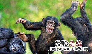 什么叫人类是天生社会性动物 为什么人类是天生社会性动物