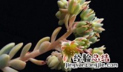 冬美人多肉养殖方法和注意事项