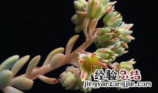 冬美人多肉养殖方法和注意事项