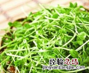 麻豌豆苗的功效与作用 豆苗的功效与作用