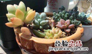 秋丽多肉养殖方法和注意事项 秋丽多肉养殖方法和注意事项视频