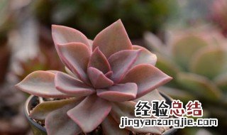 初恋多肉植物怎么养殖 初恋多肉养殖方法和注意事项