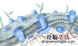 欧文顿提出膜是由脂质组成的 欧文顿提出膜是由什么组成的