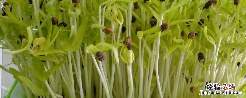 空心菜芽苗种植技术，种植时间和温度多少合适