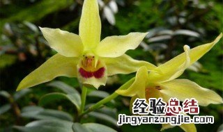 石斛花保存方法 石斛花如何保鲜