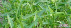 空心菜越冬种植技术，冬天如何保温才不会冻死