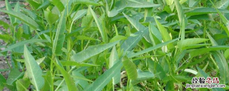 空心菜越冬种植技术，冬天如何保温才不会冻死