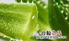 芦荟胶的正确用法 了解一下