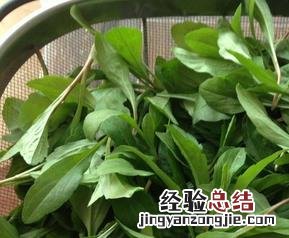 红梗马兰头图片 马兰头图片