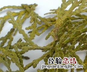 侧柏叶泡酒的功效与作用及食用方法 侧柏叶泡酒的做法和功效作用