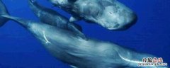 海豚和鲸鱼有啥区别 怎么区分海豚和鲸鱼