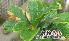 花斑叶作用与功效禁忌 花斑叶作用与功效