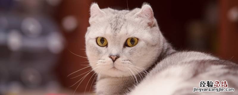 高铁可以托运猫吗 高铁上猫可以托运吗